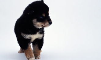 呼和浩特犬舍出售纯种金毛犬幼犬活体宠物狗狗领养大型犬