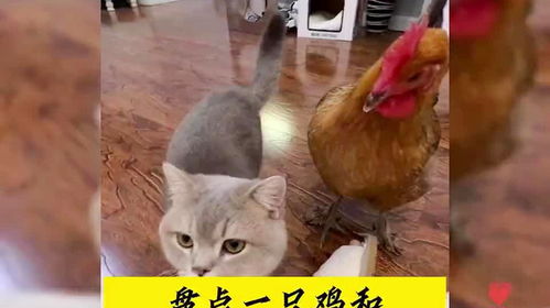 中国十大知名宠物猫品种