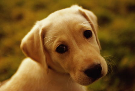 世界上最古老的犬种之一,它是宠物狗中的老寿星