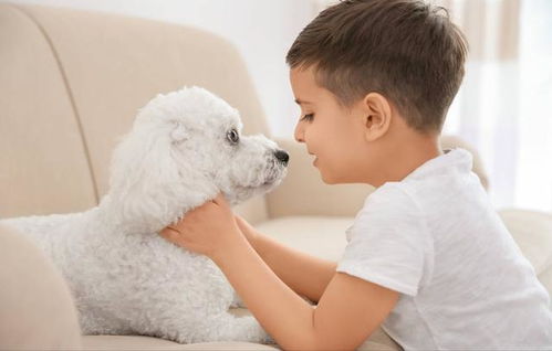 和田正规狗场犬舍直销柯基幼犬出售双血统双色柯基犬基地出售纯种柯基幼犬精品威尔士柯基犬出售