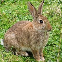 兔子角膜炎结膜炎,兔子眼睛打不开