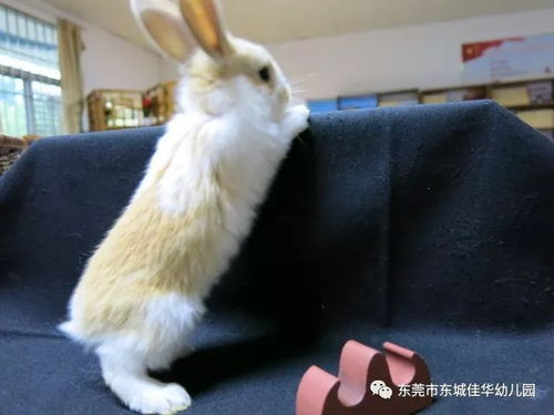 一个月前网购的侏儒兔,好像越长越大了,难道我又被骗了