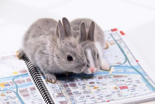 宽屏世界-可爱兔子宽屏壁纸