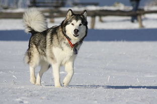 中华田园犬夺冠cku,它们不再是肉狗,新名字中华唐犬