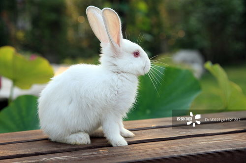 犬系女孩宠物用品设计案例