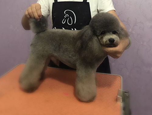 雪纳瑞犬出售纯种幼犬