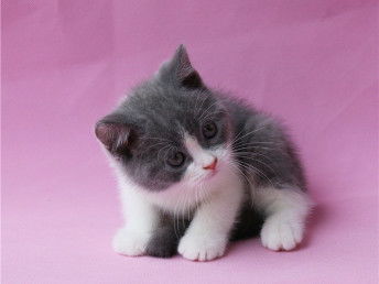 将近8w粉丝的这只超可爱英国短毛猫表现力十足,十分刺眼