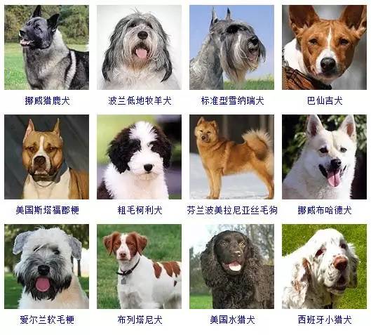 世界十大凶犬最新排名