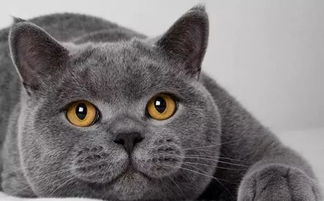 猫咪猫鼻支流浆性鼻涕需要怎么治疗怎么解决