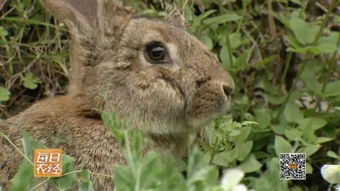 兔兔那么可爱怎么能吃兔兔,那么肉兔适合当宠物养吗