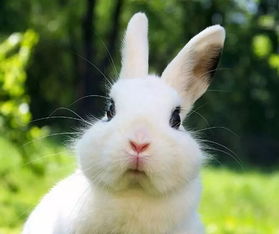 荷兰垂耳兔属宠物兔,标准体重为