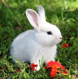 宠物兔到底能不能吃果蔬