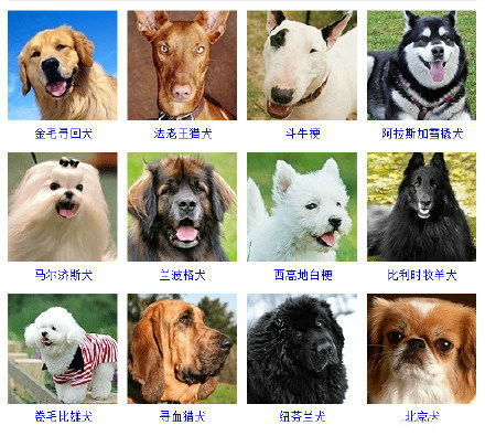 西施犬什么颜色的好,