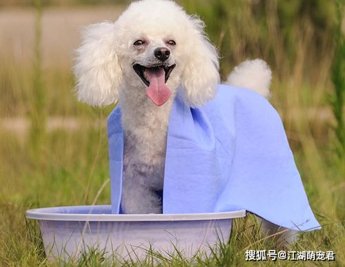 茶杯犬幼犬怎么养