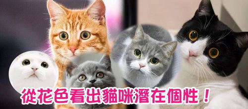 粉色宠物猫咪手绘素材可爱动态gif元素图片大小2000x2000px