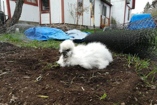 【河南省驻马店创业兔养殖要了解到这些问题】-