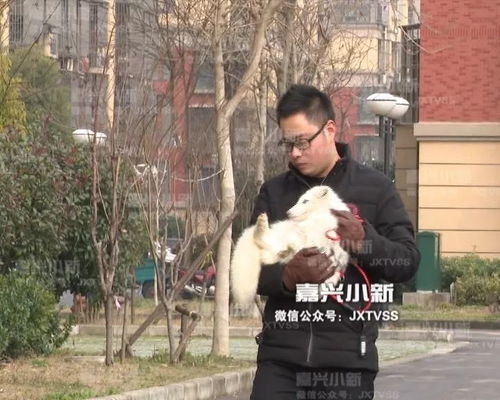 南京市附近哪里有卖纯种博美犬的养殖场