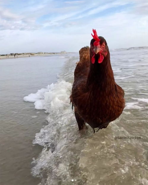 流传至今的猫咪神兽古风名