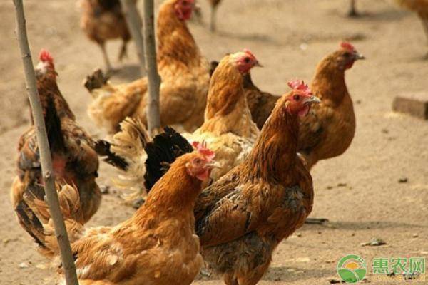 世界上唯一没人敢吃的鸡,吃一口得做十年牢,中国吃货也不吃