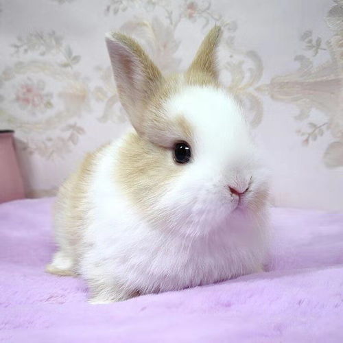 超级可爱宠物兔子荷兰活体垂耳兔宝宝宠物兔纯种折耳兔全程客运