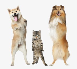 狗动物宠物店泰迪金毛哈士奇海报素材背景png图片