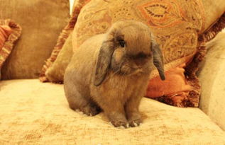 柏鲁美路兔是一种大型宠物兔,特别的能吃,应该怎么喂养呢