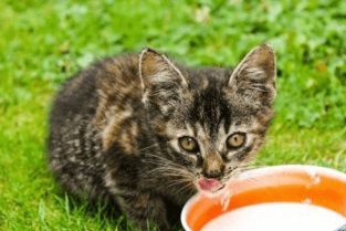 可爱家养小猫咪宠物和粮食摄影图片