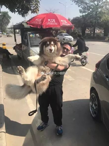 巴哥犬三针齐公母全可送货