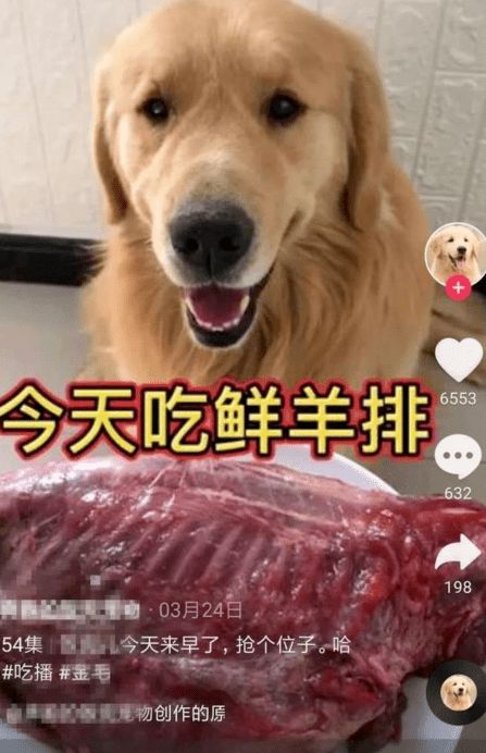 上海宠物狗狗犬舍出售纯种京巴犬