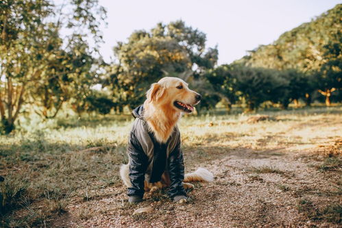 南京宠物狗犬舍出售纯种巴哥犬