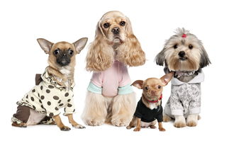 佛山犬舍出售纯种罗威纳犬防暴犬大型犬宠物狗狗市场在哪卖狗