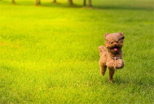 打算养猛犬的朋友先看看自己能不能做到这几点