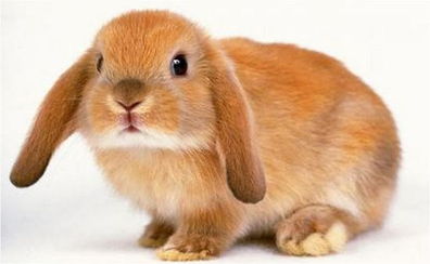 这是宠物兔子吗,有知道的告诉我,再告诉我它能长大吗,是那种长不大的兔子吗,谢谢了