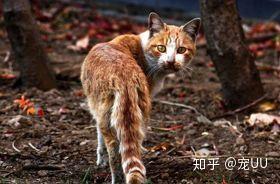 超萌小猫咪可爱写真桌面高清壁纸图片