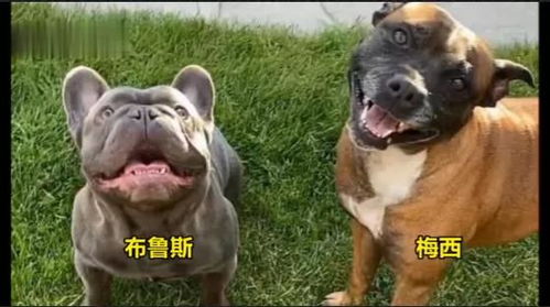 北京犬多少钱一只