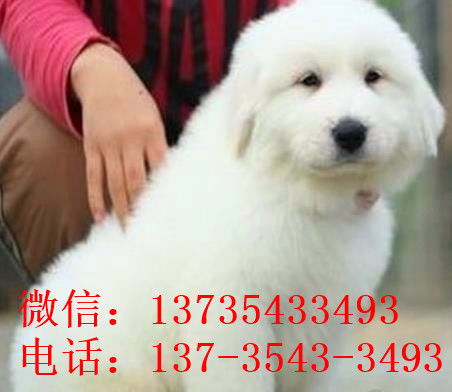 中国风挑灯笼的小狗png图素材图片免费下载