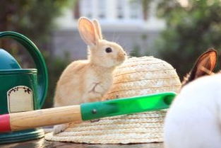 伊拉兔种兔肉兔现在价格是多少今日兔子价格多少钱一斤