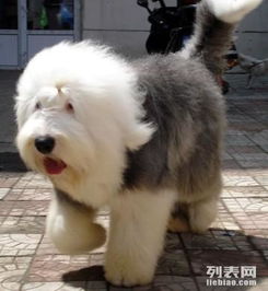 世界上凶猛的十种狗,日本土佐犬上榜,藏獒排名第二