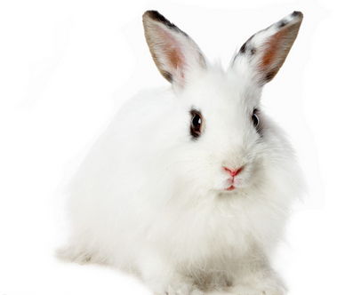 这是什么品种的宠物兔