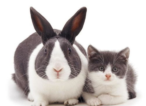 食草动物兔子一年能生几窝