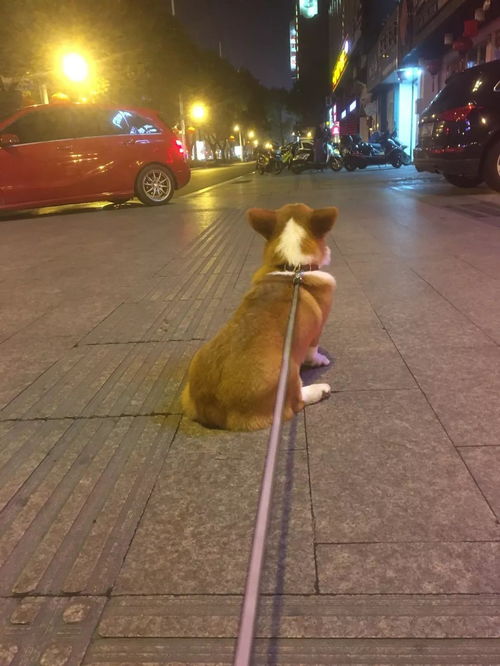 【怀特鸡种鸡能多重纯种怀恩多特鸡苗价格怀恩多特鸡繁育基地】-黄页88网