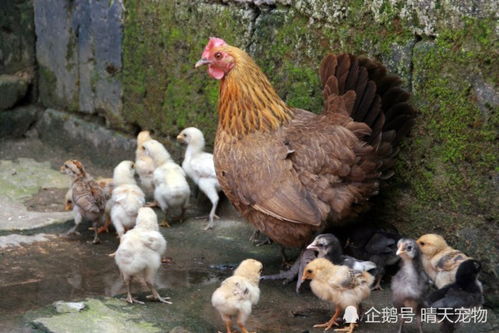 世界上最多的动物居然是鸡,为什么鸡能如此普遍