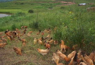 西藏发现一种怪鸡,红脸,红脚,红尾巴,被捉住就不吃不喝绝食而亡
