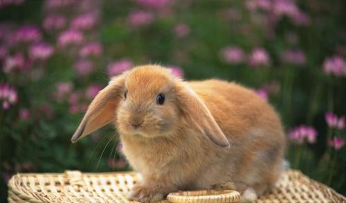 兔子玉米吃多了会拉稀吗,兔子拉肚子怎么办