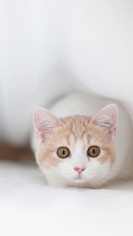 加菲猫要怎么去养,加菲猫幼猫的饮食和养护小知识