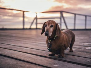 深圳宠物狗犬舍出售纯种博美犬袖珍犬俊介网上哪里有卖