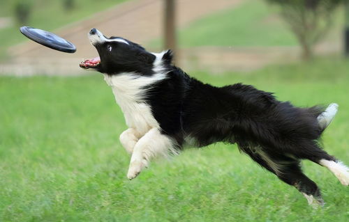 上海一女子爱犬不治身亡,向宠物医院索赔遭拒