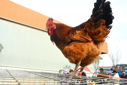你知道广西出名的鸡品种都有哪些吗