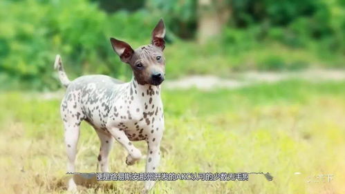 最可爱的小型犬合集,适合美少女养的汪宝宝