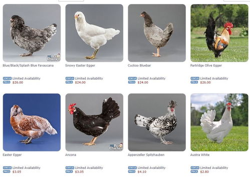 稀有品种翻毛婆罗门鸡,这种宠物鸡真是漂亮,而且价格还不便宜